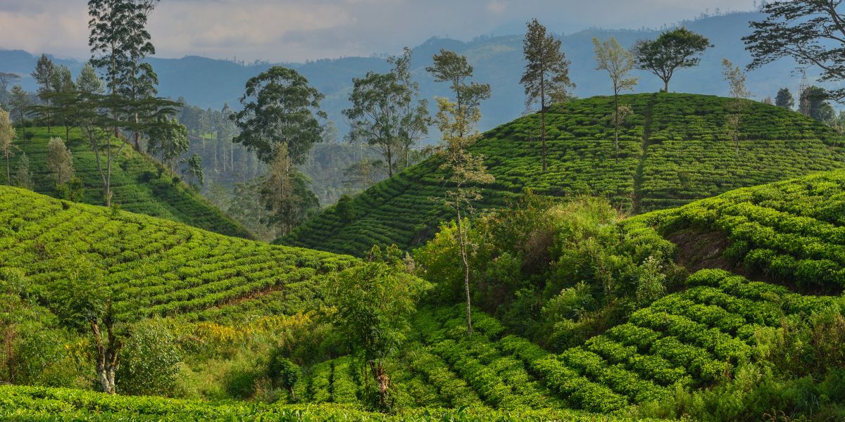 Navigating the Visa Process for Sri Lanka A Comprehensive Guide for International Travelers