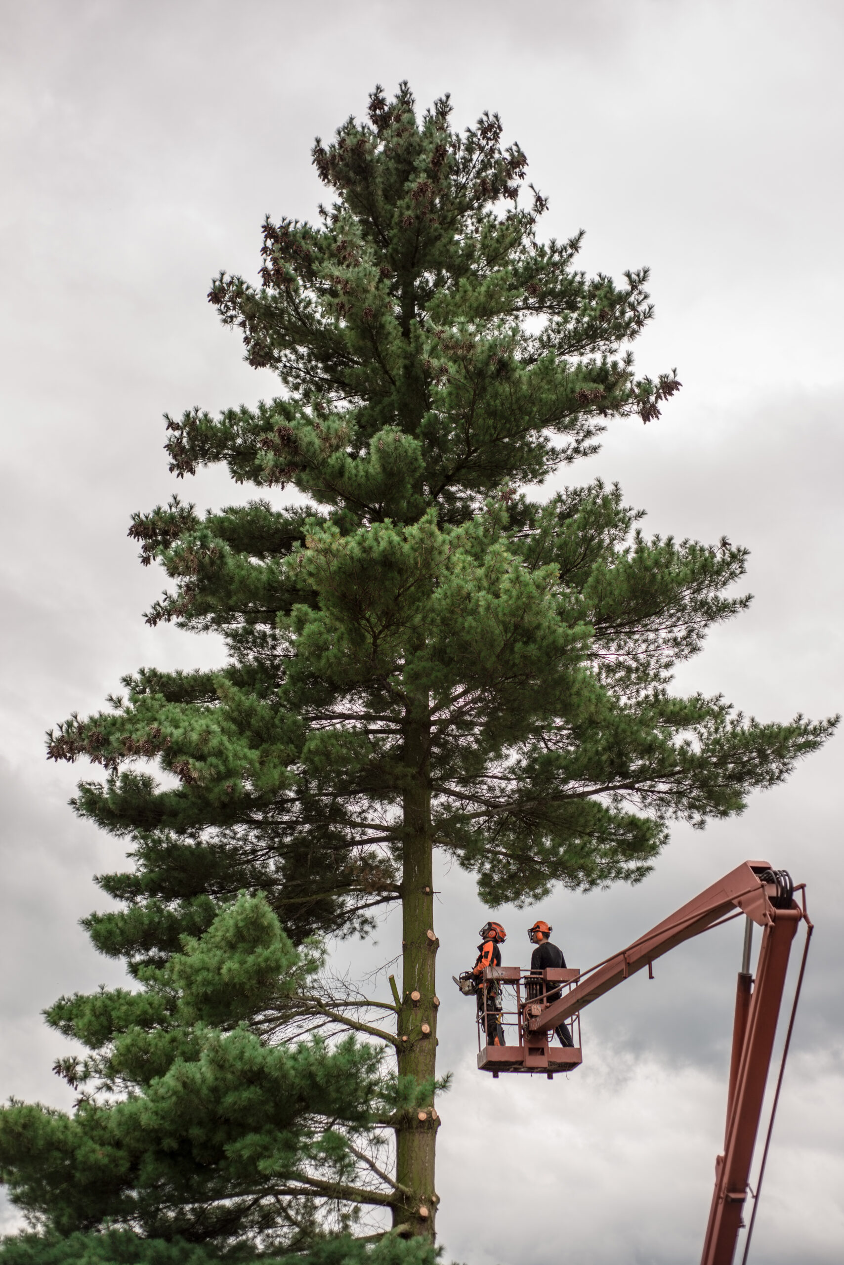 Tree Removal Service in Salt Lake City